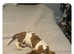 Bassett hound