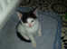 KITTEN LITTER NOW READY FOR NEW LOVING HOMES