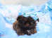 Beautiful true imperial shih tzu
