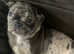Stunning female MERLE FRENCH BULLDOG X PUG puppy