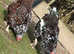 Speckled Sussex breeding set