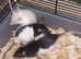 Baby rats for sale
