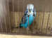 here i have some beautiful budgies for sale