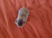 Abyssinian ABY Ruddy color breeds