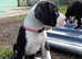 Pedigree KC Registered Great Dane puppies for sale