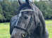 Beautiful Connemara Mare