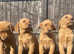 Pedigree fox red Labrador puppies