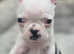 Boston terrier puppies