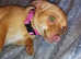 Girl Chihuahua x for sale