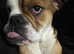 8 month old oldee English bulldogge
