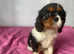 Pedigree cavalier puppies
