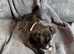 Staffordshire bull terrier puppies