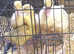 Goslings for sale