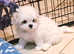 Mini maltese puppys