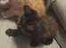 tortoise shell female kitten