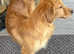 Red Golden Retriever boy