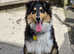 Lovely rough collie