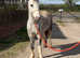 Registered welsh a 5 year old gelding