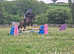 13.3hh 5yrs super star pony Duke welsh cob