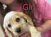 Beautiful working cocker spaniel puppies ready to fo