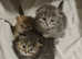 Scotish fold kittens for rehoming