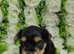 Outstanding Yorkshire terrier only 1 boy left