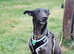 Quiet good tempered family pet needs a new home
