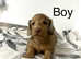 Miniature longhair dachshunds