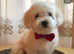 Korean maltese terrier for sale