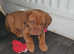 Drogue de bordeaux