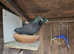 Black Racing Pigeons