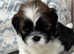Quality Lhasa apso kc reg puppies