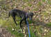 English Pointer female pup