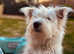 11 month old Benji westie