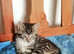 Pretty kittens