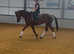 16.1hh 12 year old Irish sport horse schoolmistress