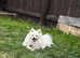 Pure Pomeranian male playful and kind