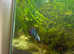 Male betta