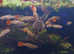 Guppies & Cherry Shrimp for Sale