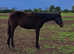 Very well bred Irish Sports Horse Yearling Filly