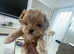 Incredible xxs ASIAN/KOREAN  Maltipoo!