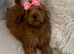 Goldendoodle puppy doodle girl bitch red dark apricot puppies ready now