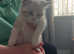 Persian x Ragdoll Kittens for sale