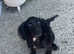 Female cocker spaniel
