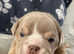 TOP-TIER BRITISH BULLDOG PUPS