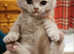 2 females and 1 male British short haired kittens looking for a new home