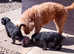 F1 Borderpoos (border terrier X mini poodle)