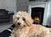 Beautiful 1 year old maltipoo looking for a new loving home