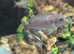 Assorted african cichlids