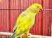 Stunning baby yellow pied Indian ringnick